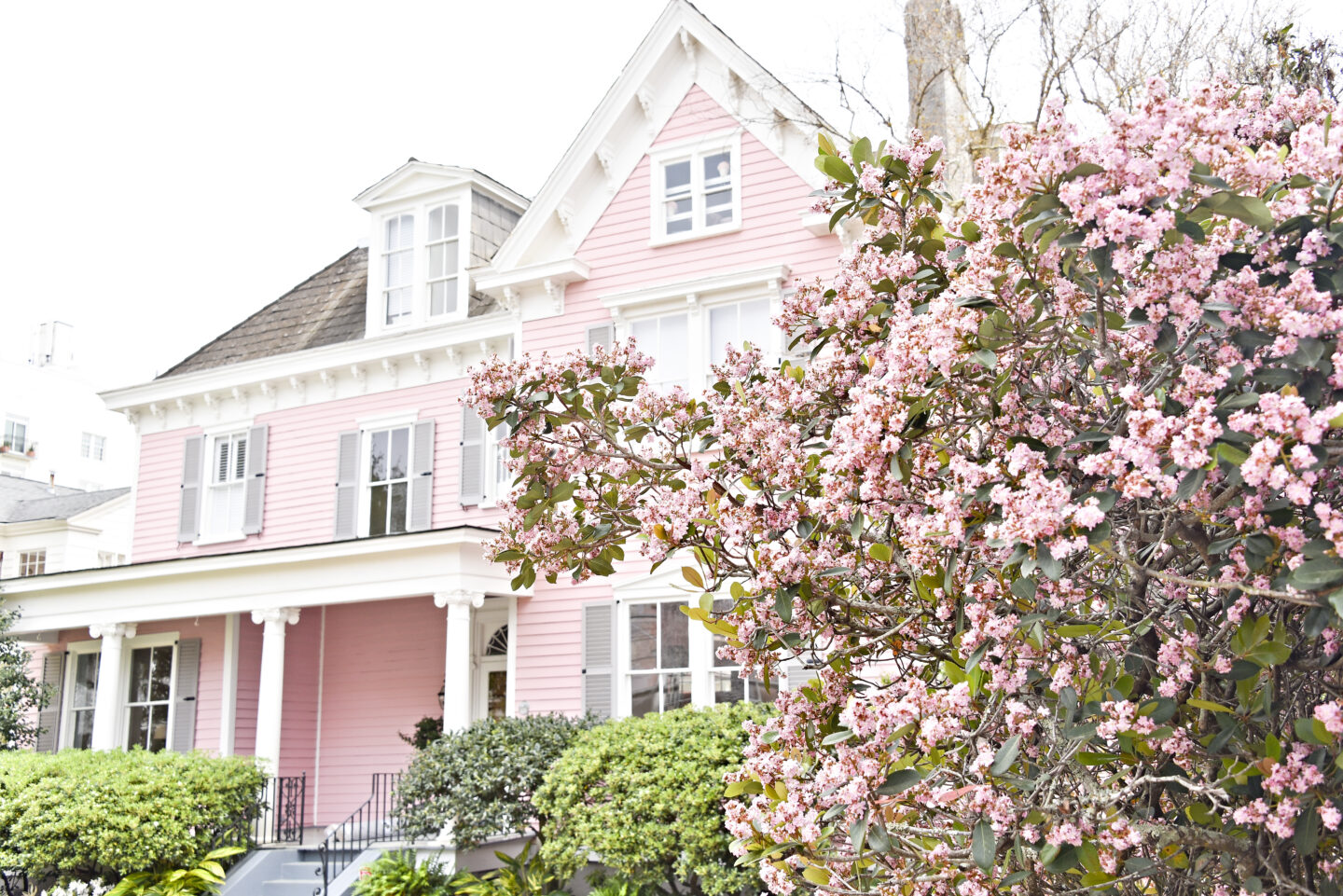Pink Spring Blooms in front for a pink house on South Battery Street, Charleston, SC
